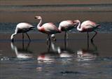 More Flamingo!