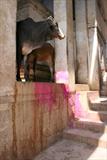 Cow observes the Holi madness