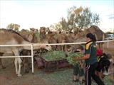 Feeding the Camels after our ride