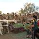 Feeding the Camels after our ride