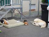 Watch Dogs at Chowder Stand   Sitka