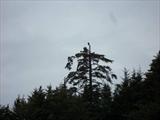 Bald Eagles atop the tree