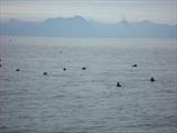 Otters   Sitka