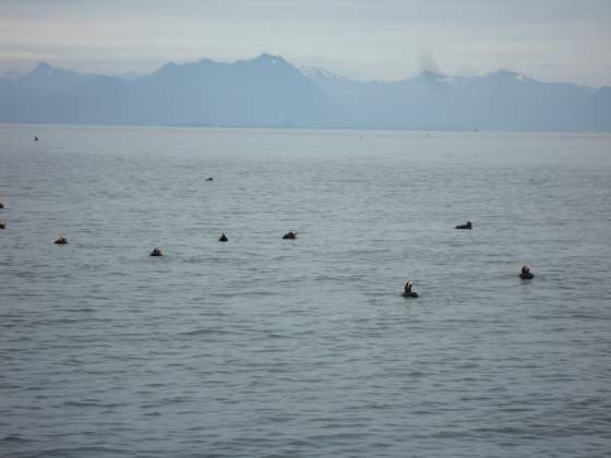 Otters   Sitka