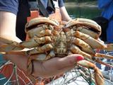 Male Crab Ketchikan