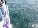 Dolphin Swimming in front of boat
