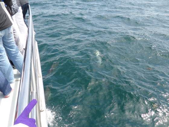 Dolphin Swimming in front of boat