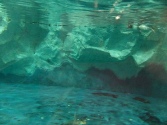 Huge Sting Ray