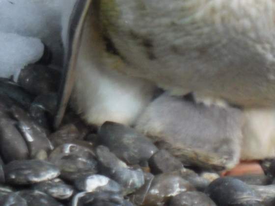 Penguin Baby under Momma