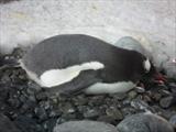 Dozing Penguin