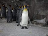 Penguin  Group
