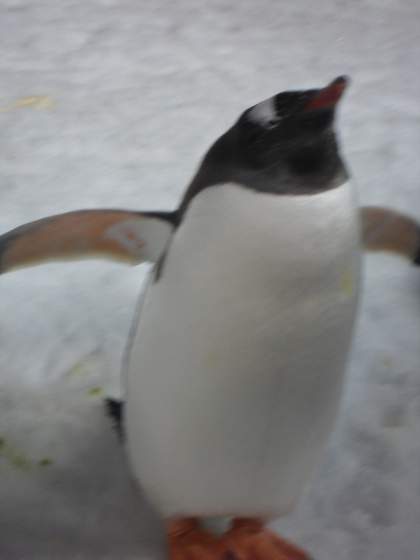 Penguin