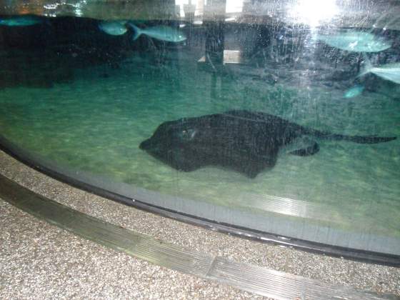 Huge Sting Ray