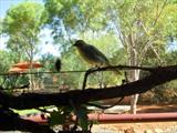 Bird we watched at breakfast   Kings Canyon