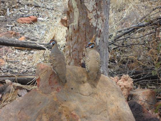 Birds in Kings Creek