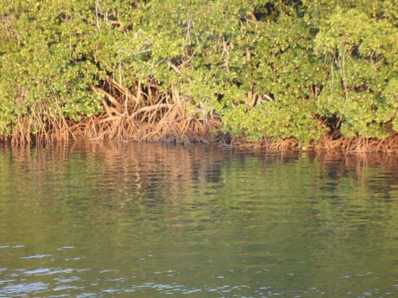 Mangroves