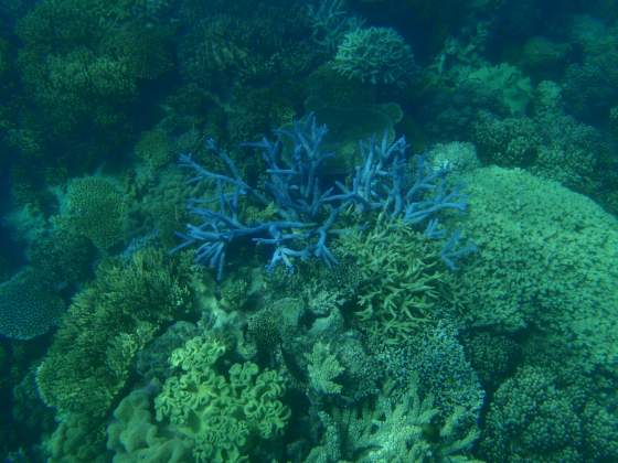 Variety of coral