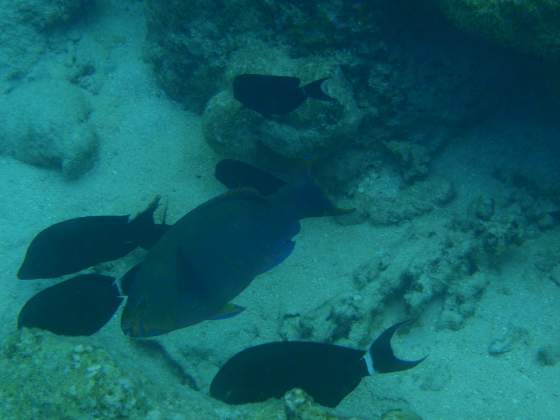 Parrot Fish and friends