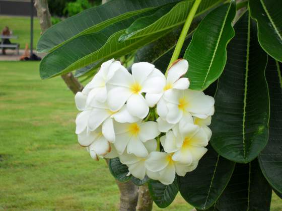 Tony snapped this beautiful Plumeria