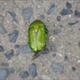 Big Green Beetle