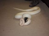 Albino Python strangling his lunch