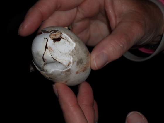 Croc egg just hatched today