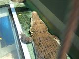 Massive croc sunning himself