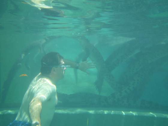 Swimming with the baby crocs