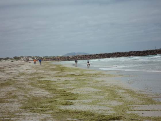 Dog beach