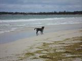 Pooch on Dog Beach