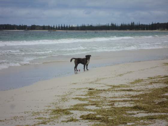 Pooch on Dog Beach