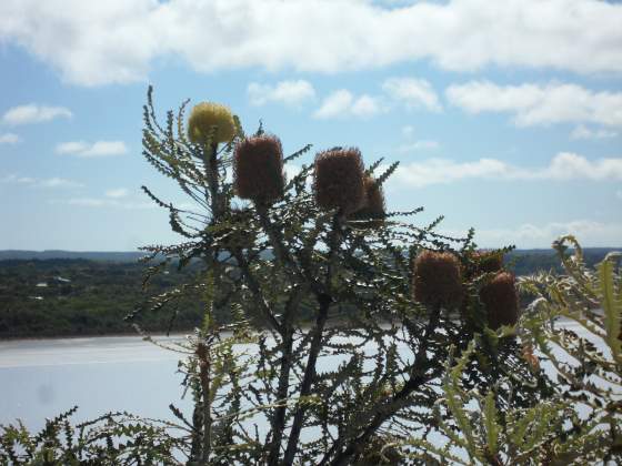 Flowers along Pink Lake