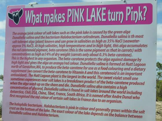 Pink Lake Explanation