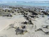 Coral rocks along water's edge