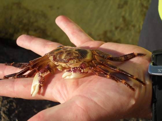 Crab shell found in one of the tide pools