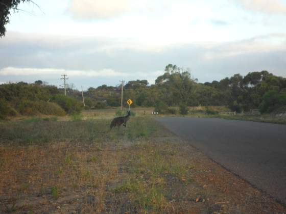 Mr. Roo checking us out