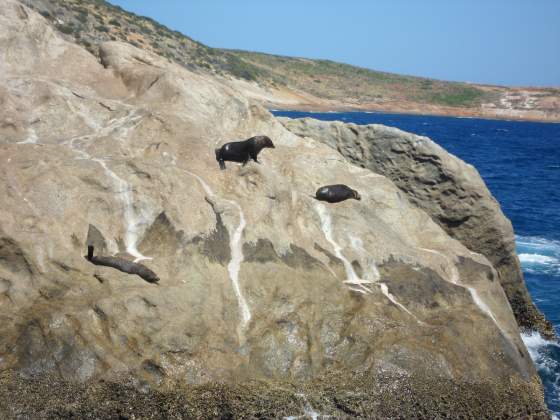 New Zealand Fur Seals