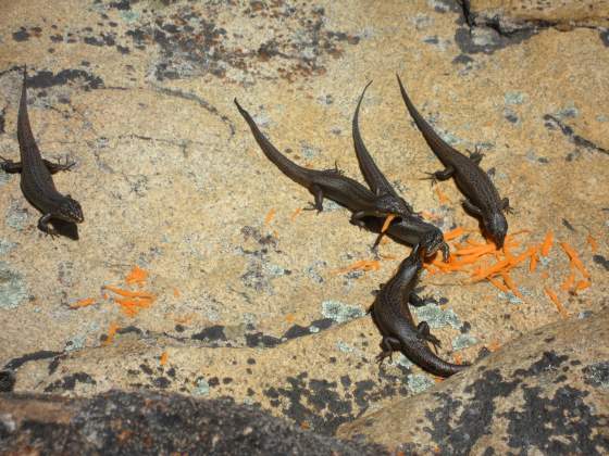 Feeding lizards carrots on our hike