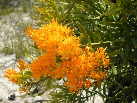 Aussie Xmas Tree/Bush close up