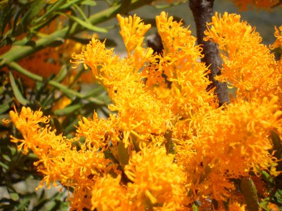 Close up of Aussie Xmas Tree/Bush