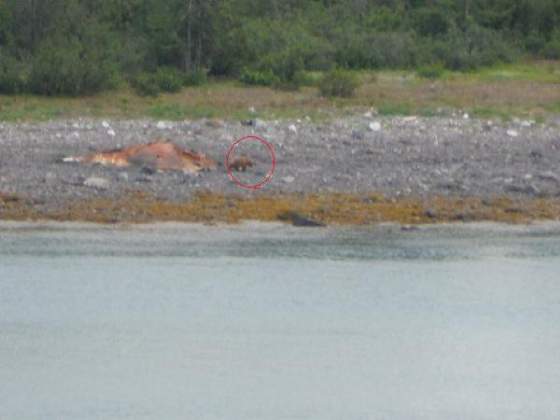 Bear feasting on Whale