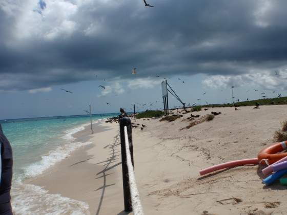 Michaelmas Cay