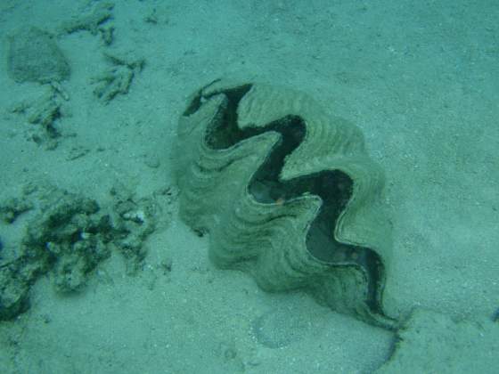 Giant Clam