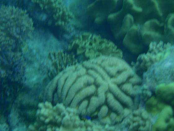 Brain Coral