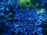 Blue Finger Coral
