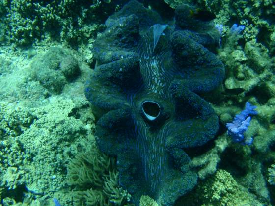 Giant Clam Syphon