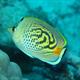 Butterfly Fish