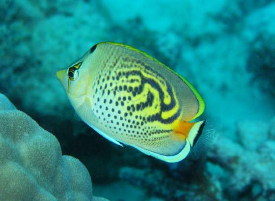 Butterfly Fish