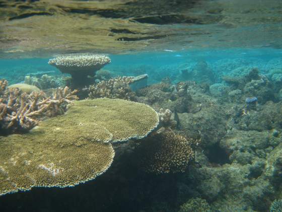 Table Coral