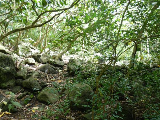 Trail to the falls